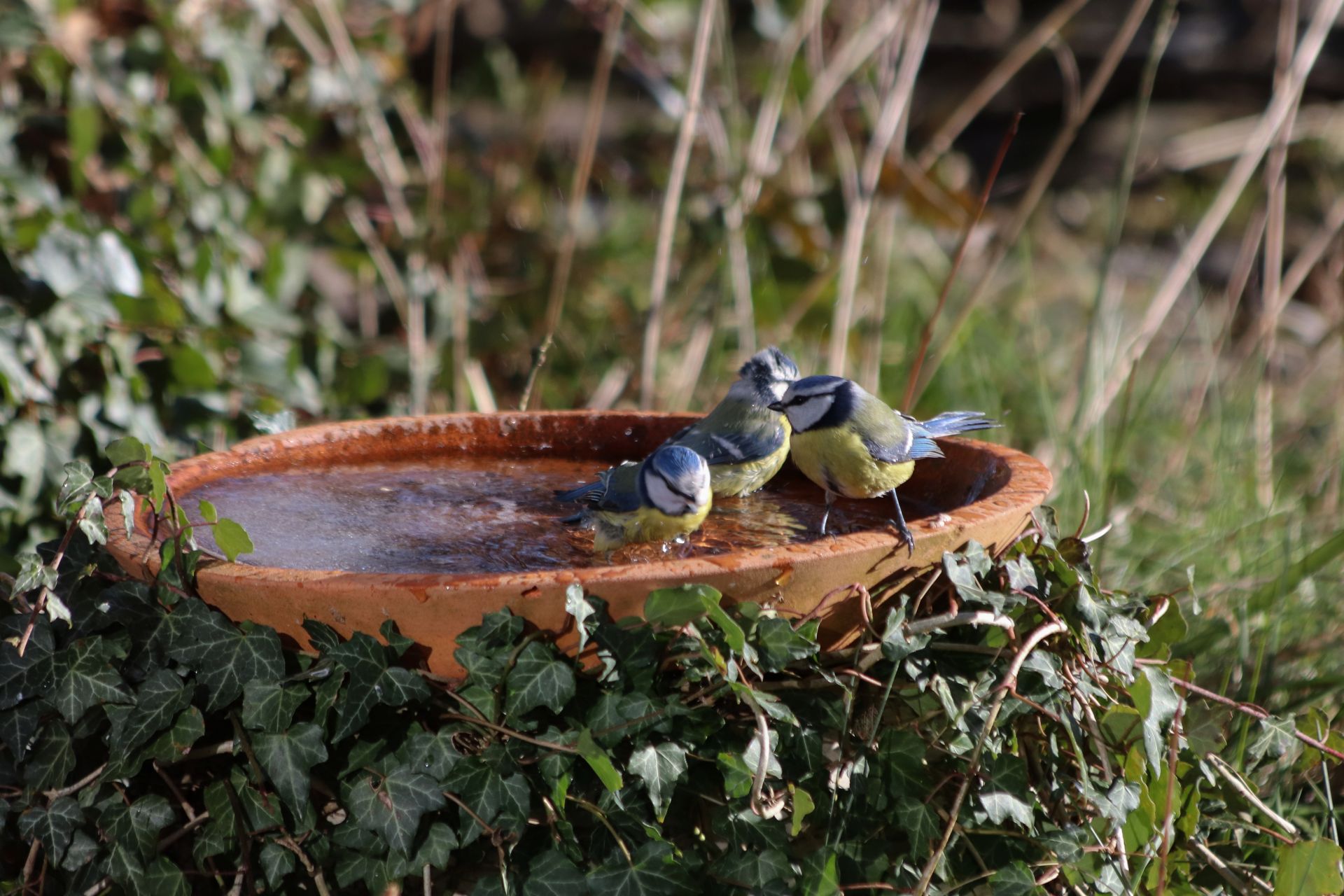 Drei Blaumeisen trinken Wasser aus einer flachen Vogeltraenke im naturnahen Garten