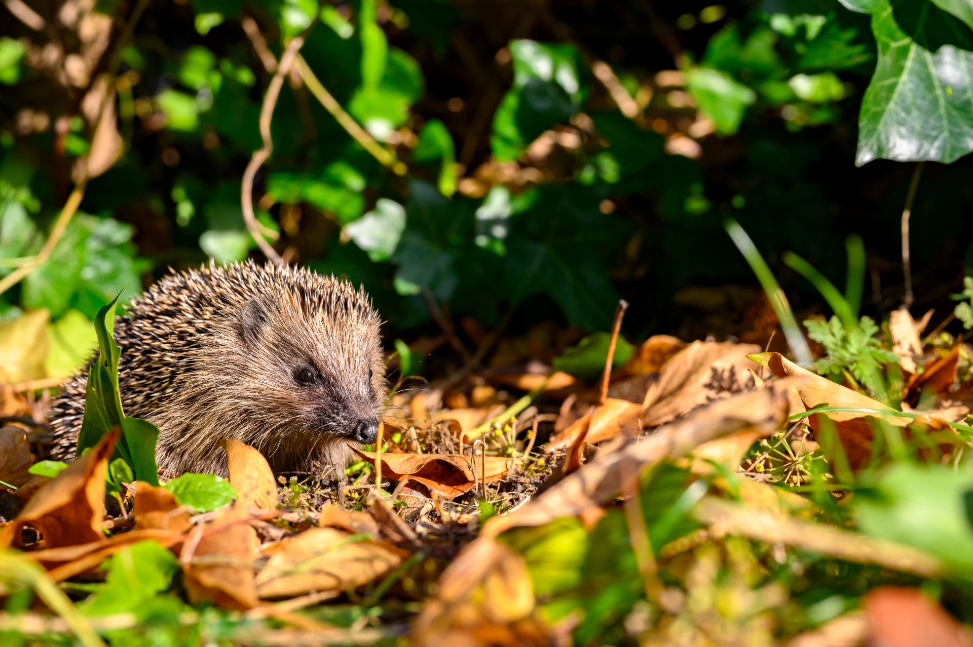 Igel zwischen herbstlichem Laub in einem naturbelassenen Garten mit Efeubewuchs